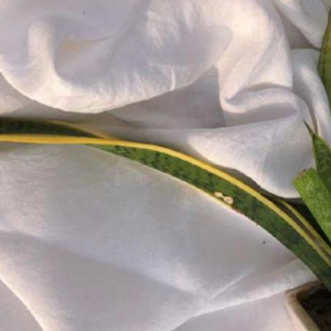 HF Woven Fabric – Sustainable Textile