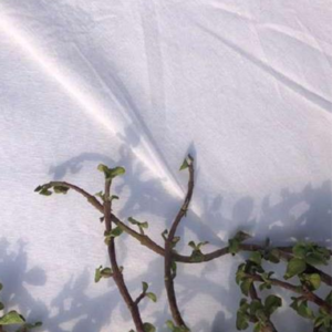 Vijaya HF Woven Fabric – Sustainable Textile