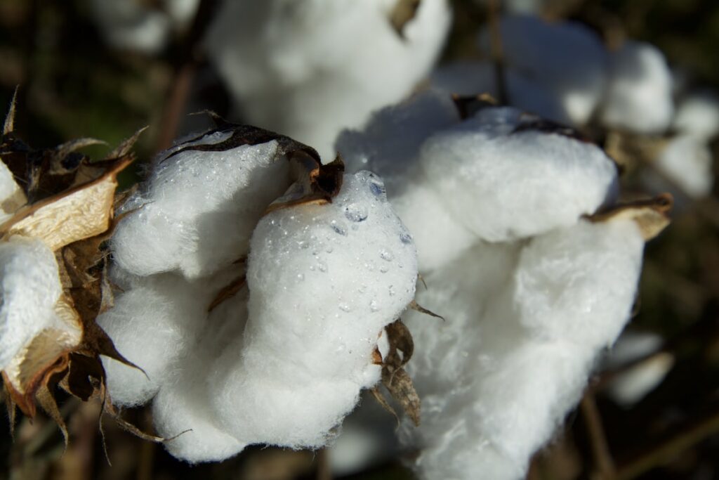 Organic Cotton